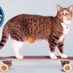 Most tricks by a cat in one minute – Meet the Record Breakers