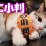 猫に小判、スーパーネコ吉ケリケリ！continuous kick of a cat