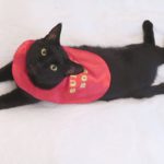 Boo Day 244 – Hydrox Vs Xerox Cat Standoff In The Corner – Feral Cats