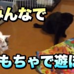 多頭飼いの猫ちゃん達の遊び〜まったり動画〜【Cats play and toys】