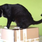 Cat vs box