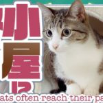 小屋に収まらない猫