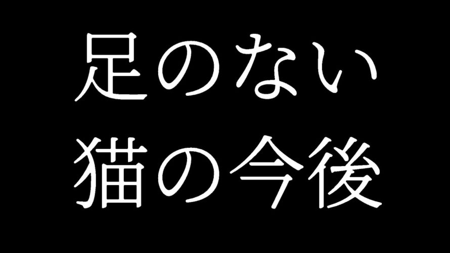 😼【野良猫を救え】猫の支援ありがとうございます #足のない猫 #野良猫 #猫の家