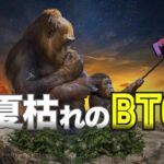 夏枯れのビットコイン