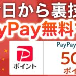 このコンボで今日から毎日PayPayチャンス…‼︎