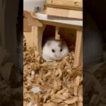 整腸剤は効かなかった。The intestinal medicine didn’t work. #メイちゃん🎏 #May #Shorts #薔薇です🌹#baradesu #hamster