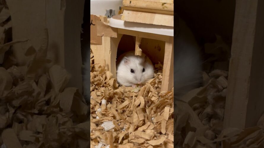 整腸剤は効かなかった。The intestinal medicine didn’t work. #メイちゃん🎏 #May #Shorts #薔薇です🌹#baradesu #hamster