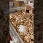 掃除するハムスター。A hamster to clean. #メイちゃん🎏 #May #Shorts #薔薇です🌹#baradesu #hamster #ハムスター