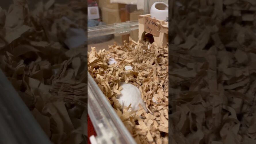 掃除するハムスター。A hamster to clean. #メイちゃん🎏 #May #Shorts #薔薇です🌹#baradesu #hamster #ハムスター