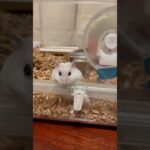 探検するハムスター。Exploring hamsters. #メイちゃん🎏 #May  #Shorts #薔薇です🌹#baradesu #hamster #ハムスター