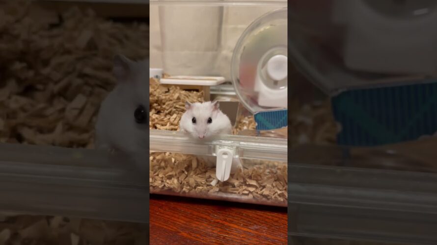 探検するハムスター。Exploring hamsters. #メイちゃん🎏 #May #Shorts #薔薇です🌹#baradesu #hamster #ハムスター
