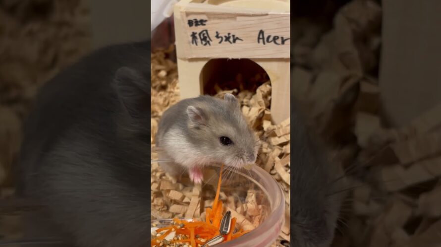なかなか大きくならないハムスター。A hamster that doesn’t grow easily. #楓ちゃん🍁 #Acer #shorts #薔薇です🌹#baradesu