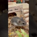 最近デートしてないなあ。I haven’t dated recently. #楓ちゃん🍁 #Acer  #shorts #薔薇です🌹#baradesu #hamster #ハムスター