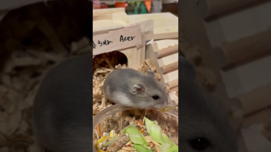 最近デートしてないなあ。I haven’t dated recently. #楓ちゃん🍁 #Acer #shorts #薔薇です🌹#baradesu #hamster #ハムスター