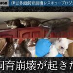 伊豆多頭飼育崩壊レスキュープロジェクト＃5　多頭飼育崩壊が起きた経緯【ShippoTV 保護猫情報番組vol.68】
