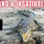 Cardano & Insatiable DeFi | Cardano Rumor Rundown #375