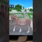 Welsch pony slow animations #sso #horse
