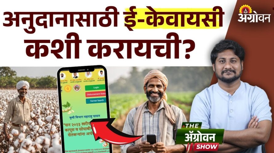 Soybean Cotton Anudan : सोयाबीन, कापूस अनुदानासाठी Aadhar eKYC मोबाईलवरून करता येणार | Online Apply