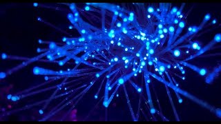 理研の光量子コンピュータがニュースになっていたので解説してみます。