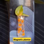 Diy magnetic planter from gulab jal bottle#shorts#youtubeshorts