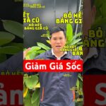 Khuyến mãi sốc tháng 6 #trendingshorts #wifi #wifi6 #internet #internetfpt #phufpt